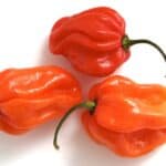 18-Scotch-Bonnet