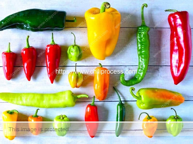 Various-Chili-Pepper-Type-Introduction-and-Processing-Machine